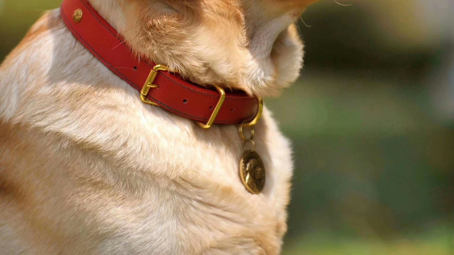 Collars, Harness, Leashes